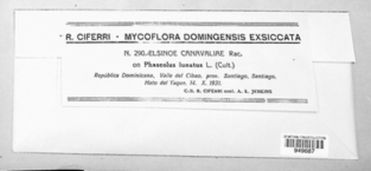 Elsinoe canavaliae image